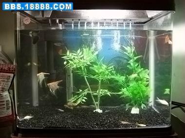 新手入門 如何為你的小魚缸打造一個生機盎然的微縮水景